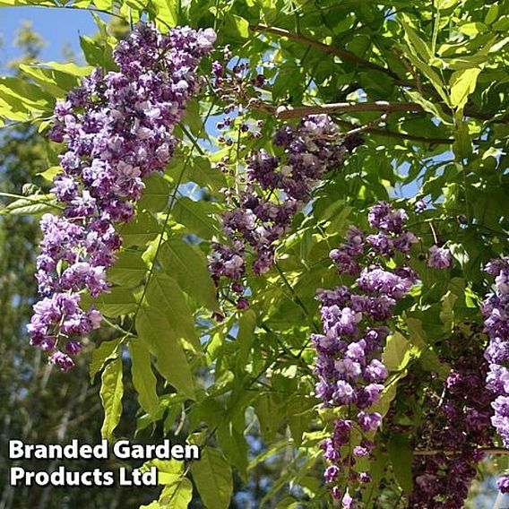 Wisteria floribunda 'Black Dragon'